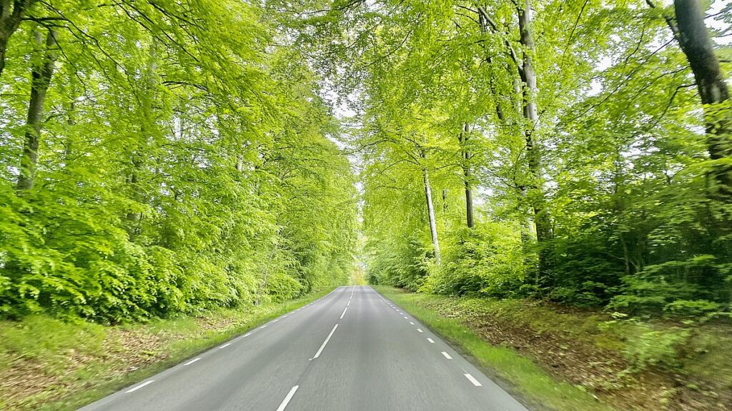 Bilvei omgitt av skog