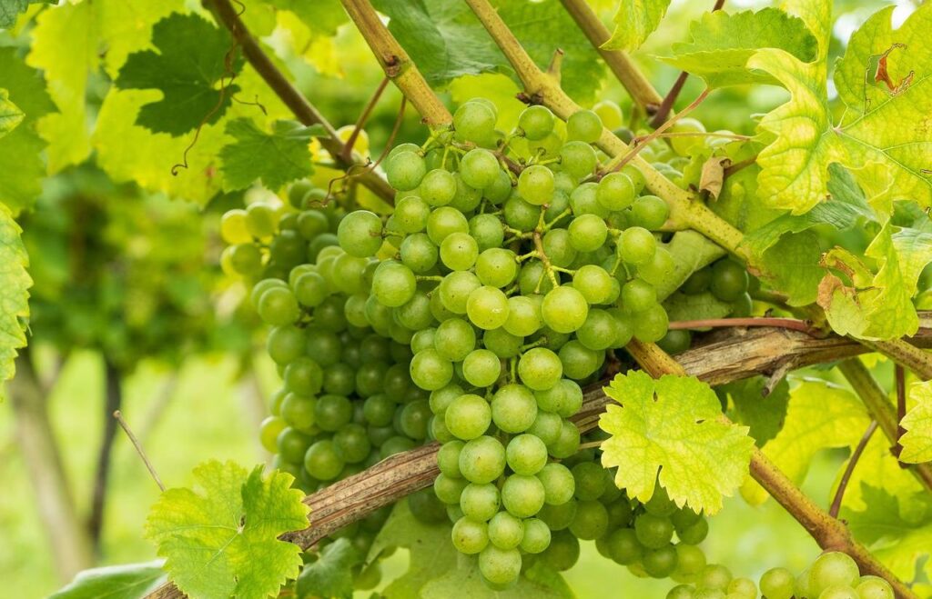 Vindruvsklase med gröna druvor på vinranka