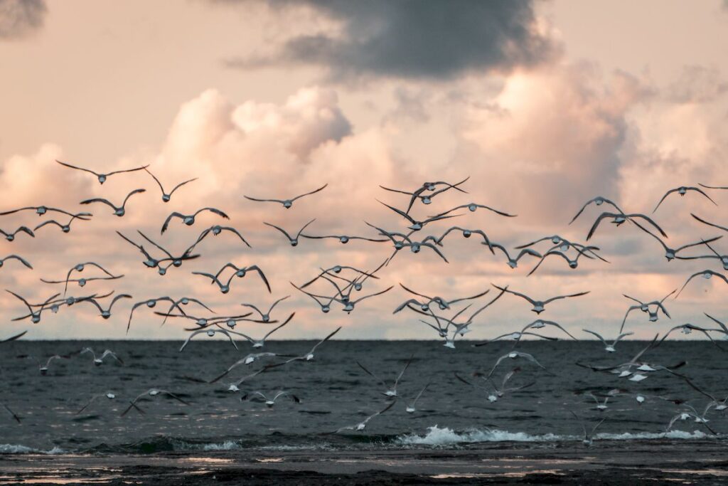 Fåglar flyger över havet