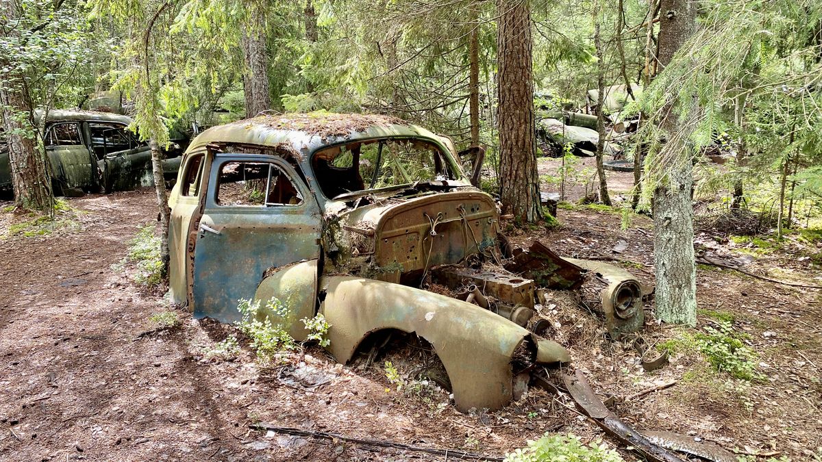 Rusty car bodies in a forest