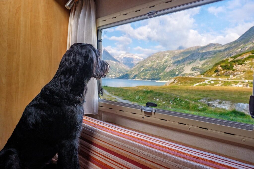Koira katselee ulos matkailuauton ikkunasta