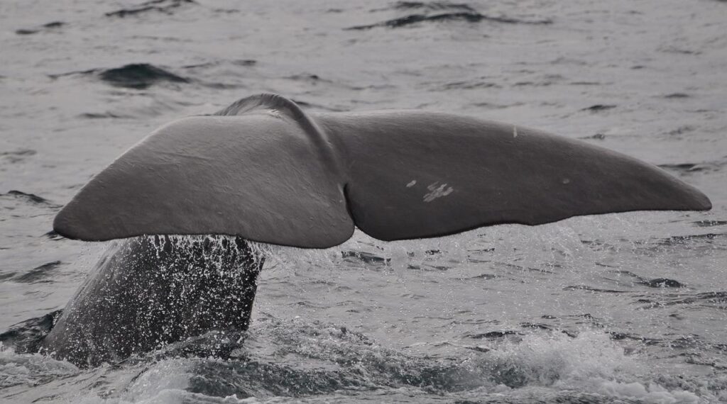 Valaan pyrstö pistää ulos vedestä, kun valas sukeltaa.